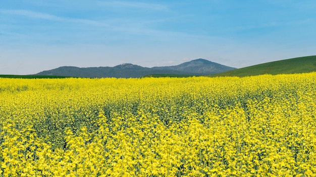 Photo scenic view of oilseed rape field against sky