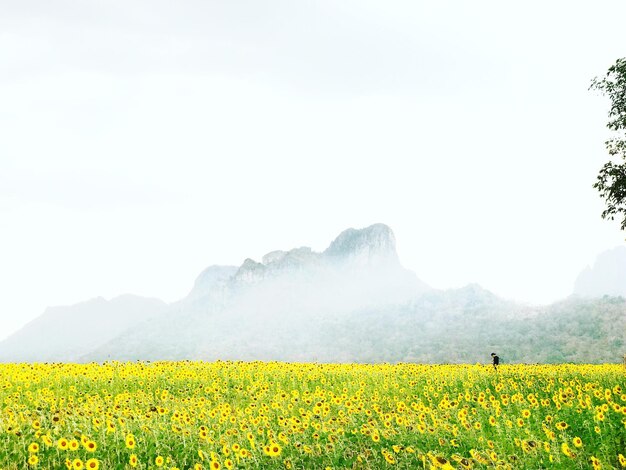 Photo scenic view of oilseed rape field against sky