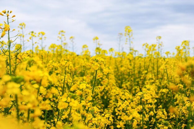 Photo scenic view of oilseed rape field against sky