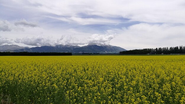 Scenic view of oilseed rape field against sky