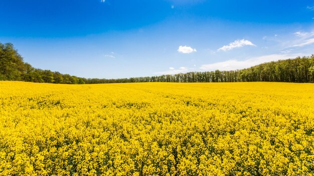 Scenic view of oilseed rape field against sky