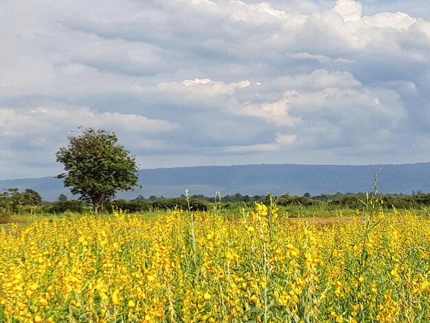 Scenic view of oilseed rape field against sky