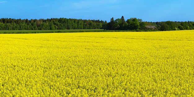 Photo scenic view of oilseed rape field against sky