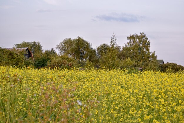 Scenic view of oilseed rape field against sky