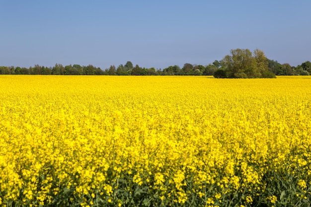 Scenic view of oilseed rape field against sky