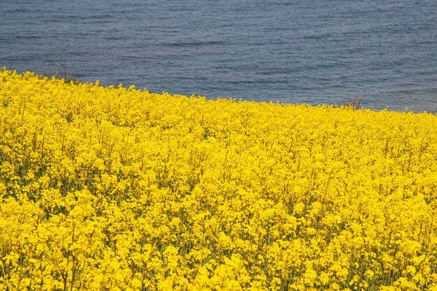 Scenic view of oilseed rape field