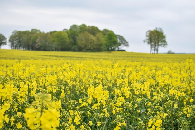 Scenic view of oilseed rape field