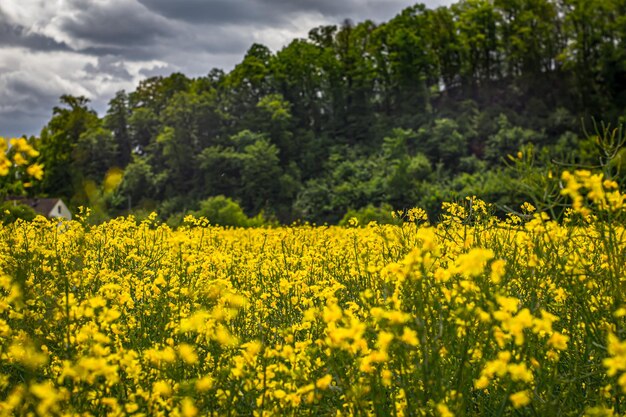 Scenic view of oilseed rape field