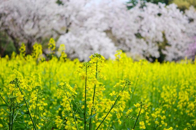 Scenic view of oilseed rape field