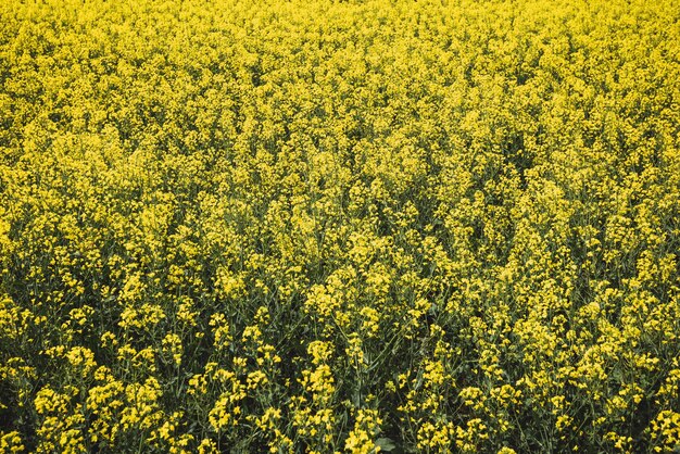 Photo scenic view of oilseed rape field