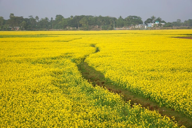 Scenic view of oilseed rape field