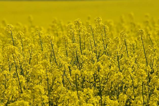 Photo scenic view of oilseed rape field