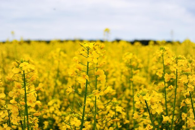 Scenic view of oilseed rape field