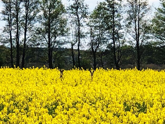 Scenic view of oilseed rape field