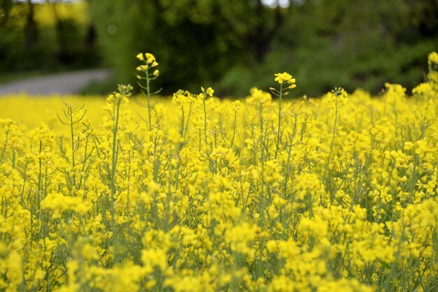 Scenic view of oilseed rape field