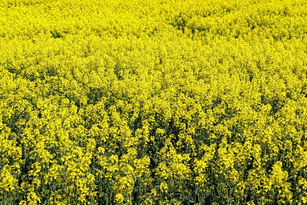 Scenic view of oilseed rape field