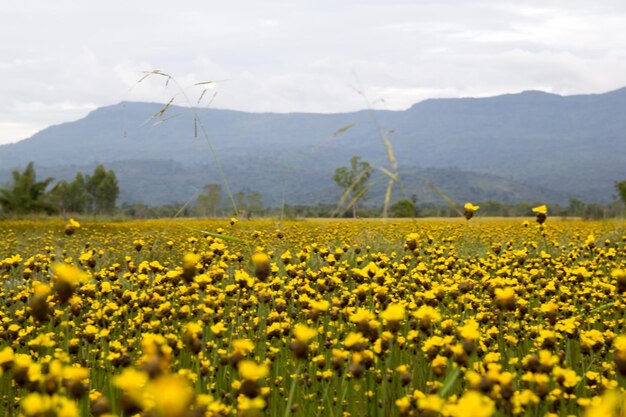 Scenic view of oilseed rape field