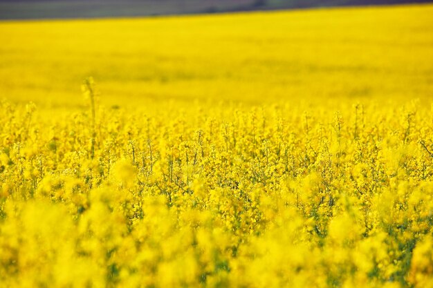 Scenic view of oilseed rape field