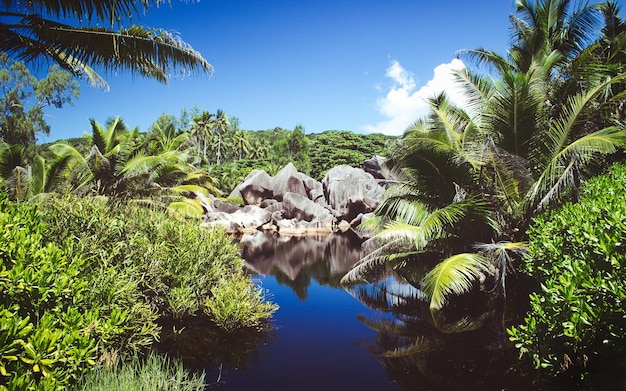Photo scenic view of palm trees against blue sky