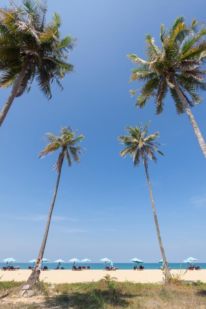 Photo scenic view of palm trees against clear blue sky