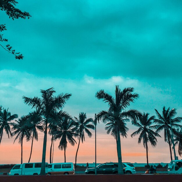 Photo scenic view of palm trees against sky during sunset