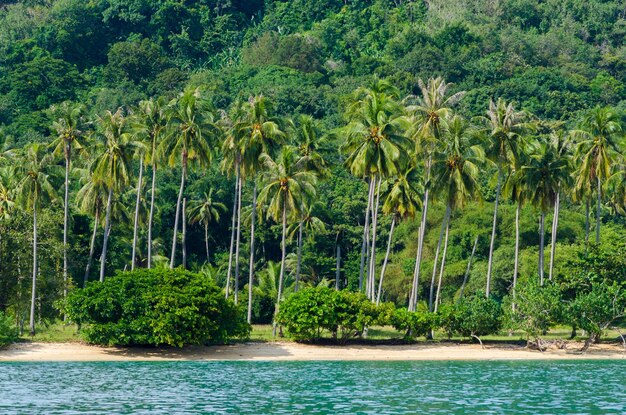 Scenic view of palm trees by sea against sky