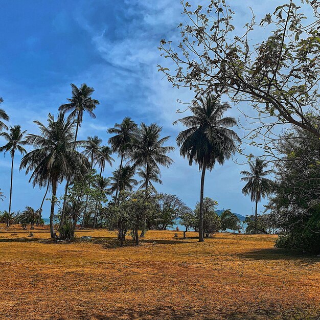 Scenic view of palm trees on field against sky