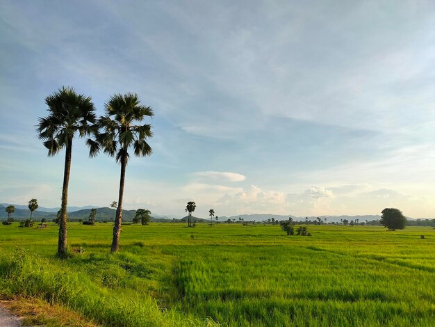 Scenic view of palm trees on field against sky