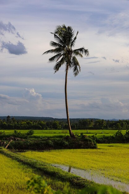 Scenic view of palm trees on field against sky