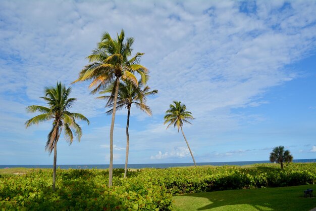 Scenic view of palm trees on landscape against sky