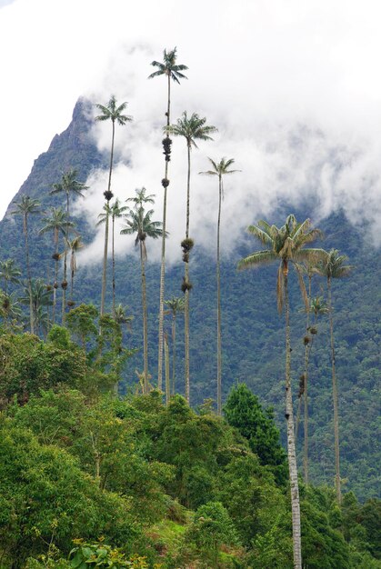 Scenic view of palm trees on mountain against sky