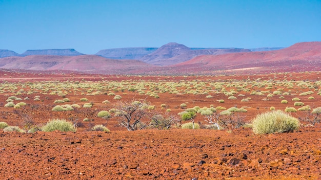 Scenic view of the Palmwag Concession Area with milkbushes in Namibia in Africa.