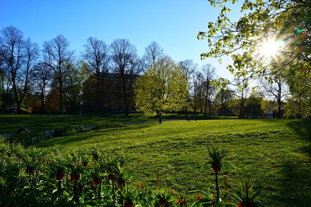 Scenic view of park against clear sky