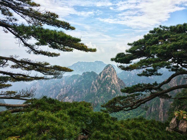 Photo scenic view of pine trees against mountains