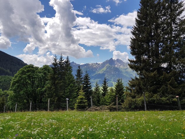 Scenic view of pine trees against sky