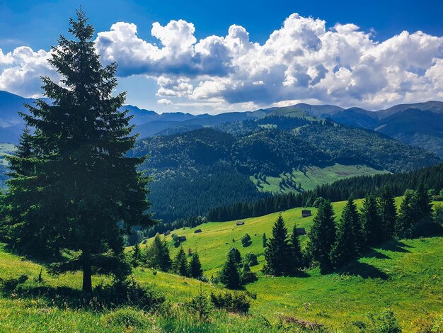 Foto la vista panoramica dei pini contro il cielo