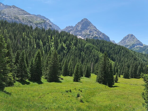 Scenic view of pine trees against sky