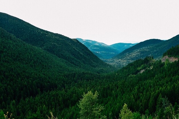 Photo scenic view of pine trees against sky