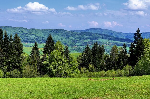 Scenic view of pine trees on field against sky