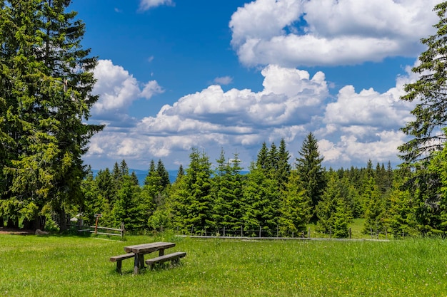 Scenic view of pine trees on field against sky