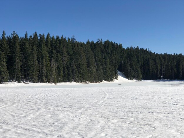 Scenic view of pine trees in forest against clear sky