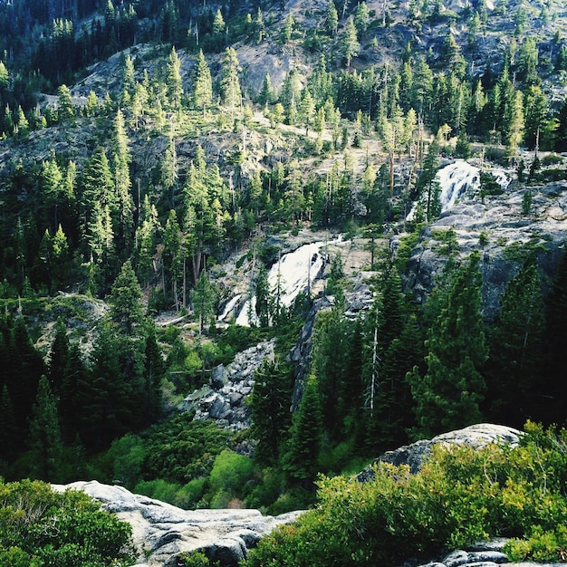 Foto la vista panoramica dei pini nella foresta