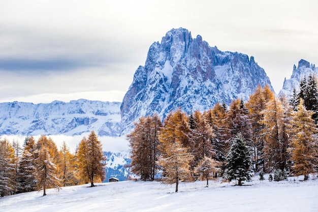 scenic view of pine trees on snow covered landscape