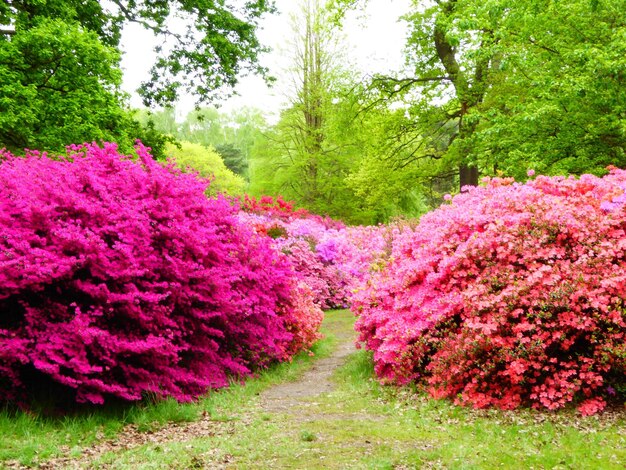 Photo scenic view of pink blooming bushes in park