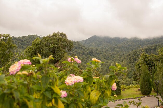 Scenic view of pink flowering plants against cloudy sky