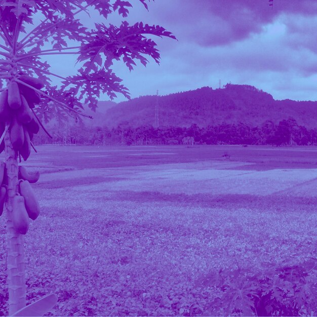 Scenic view of pink land and trees against sky