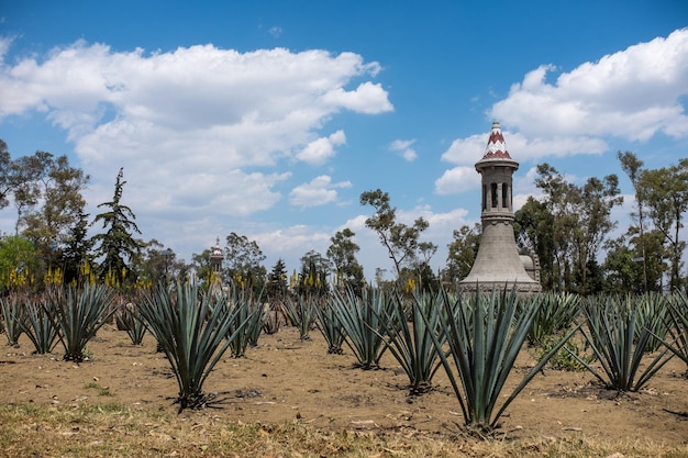 Foto una vista panoramica della vita vegetale