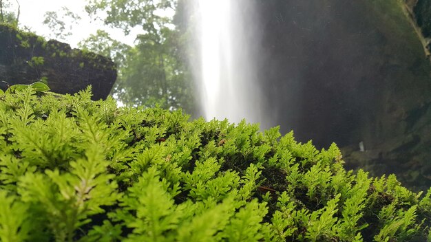 Scenic view of plants against trees