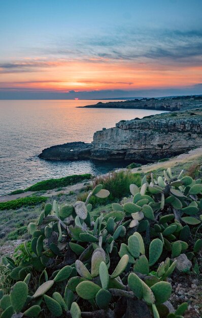 Photo scenic view of plants on mountain by sea against sky during sunset