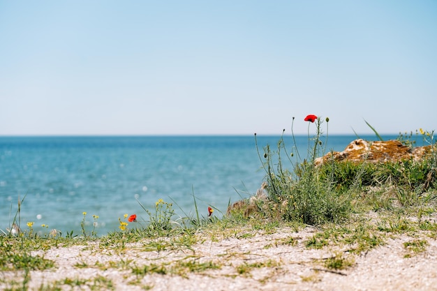 Scenic view of poppy flowers by sea against sky